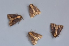 Dypterygia scabriuscula - Bird’s Wing, Austerfield.