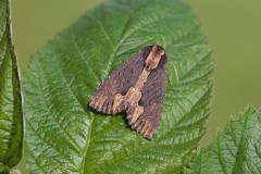 Dypterygia scabriuscula - Bird’s Wing, Austerfield.