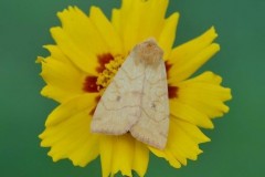 Enargia paleacea - Angle-striped Sallow, Austerfield.