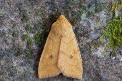 Enargia paleacea - Angle-striped Sallow, Austerfield.