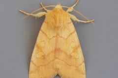 Enargia paleacea - Angle-striped Sallow, Austerfield.