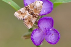 Eremobia ochroleuca - Dusky Sallow, Austerfield.