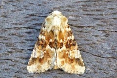 Eremobia ochroleuca - Dusky Sallow, Austerfield.