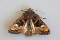 Euplexia lucipara - Small Angle Shades, Austerfield.