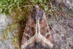 Helotropha leucostigma - The Crescent, Austerfield.