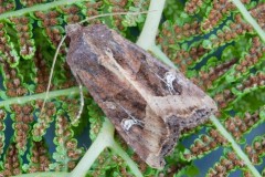 Helotropha leucostigma - The Crescent, Austerfield.