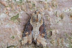 Lateroligia ophiogramma - Double Lobed, Austerfield.