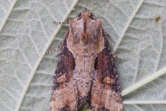 Lateroligia ophiogramma - Double Lobed, Austerfield.