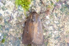 Lenisa geminipuncta - Twin-spotted Wainscot, Austerfield.