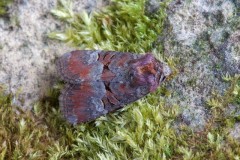 Litoligia literosa - Rosy Minor, Austerfield.