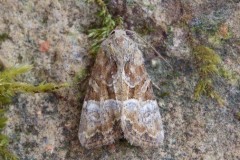 Mesoligia furuncular - Cloaked Minor, Austerfield.