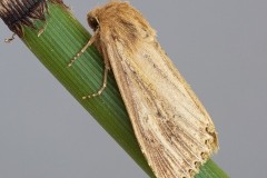 Nonagria typhae - Bulrush Wainscot, Austerfield.