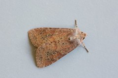 Parastichtis suspecta - The Suspected, Austerfield.