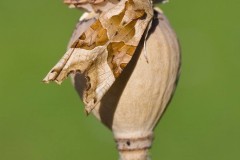 Phlogophora meticulosa - Angle Shades, Austerfield.