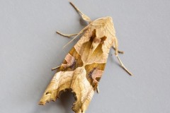 Phlogophora meticulosa - Angle Shades, Austerfield.