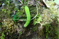 Phlogophora meticulosa - Angle Shades moth, (caterpillar), Brodsworth Hall