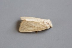 Photedes fluxa - Mere Wainscot, Austerfield.