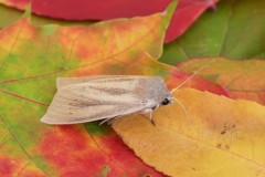 Rhizedra lutosa - Large Wainscot, Austerfield.