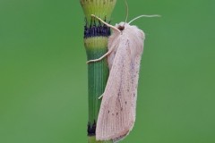 Rhizedra lutosa - Large Wainscot, Austerfield.