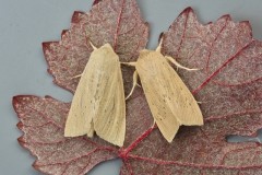 Rhizedra lutosa - Large Wainscot, Austerfield.