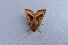 Hydraecia micacea -  Rosy Rustic , Intake, Doncaster