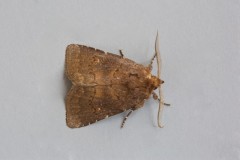 Rusina ferruginea - Brown Rustic, Austerfield.