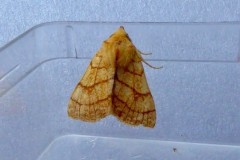 Charanyca trigrammica -  Treble Lines, Intake, Doncaster