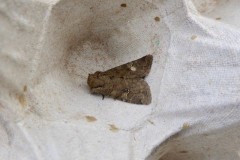 Apamea sordens - Rustic Shoulder-knot, Doncaster trap