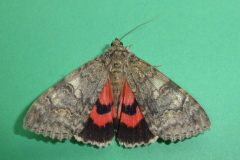 Catocala nupta - Red Underwing - Kirk Smeaton