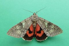 Catocala nupta - Red Underwing - Kirk Smeaton