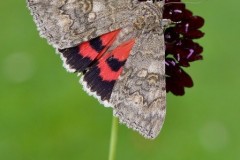 Catocala nupta - Red Underwing, Austerfield.