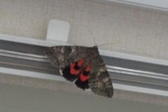 Catocala nupta - Red Underwing, Cusworth Lane, Doncaster