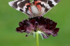 Catocala nupta - Red Underwing, (underside), Austerfield.