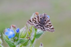 Euclidia mi, Mother Shipton, Austerfield.