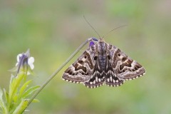 Euclidia mi, Mother Shipton, Austerfield.