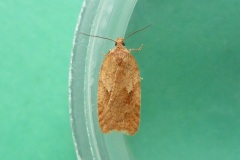 Acleris notana , Kirk Smeaton.