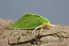 Bena bicolorana - Scarce Silver-lines, Austerfield.