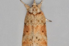 Nycteola revayana - Oak Nycteoline, Austerfield.