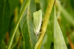 Earias clorana - Cream-bordered Green Pea - Kirk Smeaton