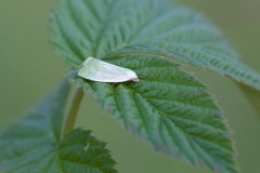 Earias clorana - Cream-bordered Green Pea, Austerfield.