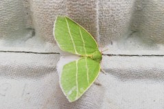 Bena bicolorana - Scarce Silver-lines, Intake.