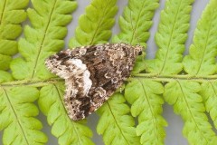 Deltote pygarga - Marbled White Spot.