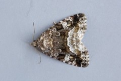 Deltote pygarga - Marbled White Spot.