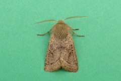 Orthosia populeti - Lead-coloured Drab male - Kirk Smeaton