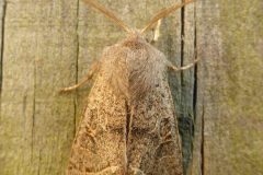 Orthosia populeti - Lead-coloured Drab male - Kirk Smeaton