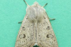 Orthosia gracilis - Powdered Quaker - Kirk Smeaton