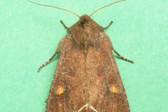 Lacanobia oleracea - Bright-line Brown-eye - Kirk Smeaton