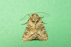 Hecatera dysodea - Small Ranunculus - Kirk Smeaton