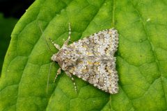 Hecatera dysodea - Small Ranunculus - Kirk Smeaton