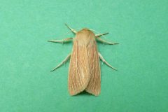 Mythimna pallens - Common Wainscot - Kirk Smeaton